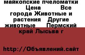  майкопские пчеломатки F-1  › Цена ­ 800 - Все города Животные и растения » Другие животные   . Пермский край,Лысьва г.